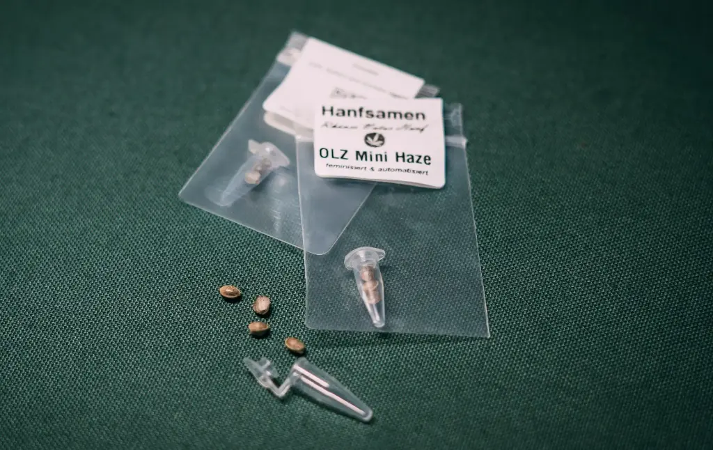 Canna Gold Seeds