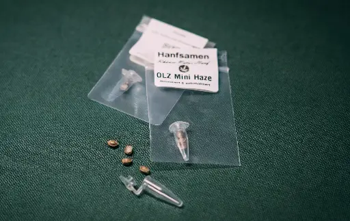 Canna Gold Seeds